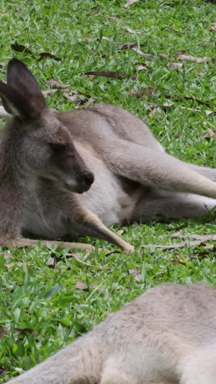 el canguro se sienta y mira a su alrededor en la hierba
