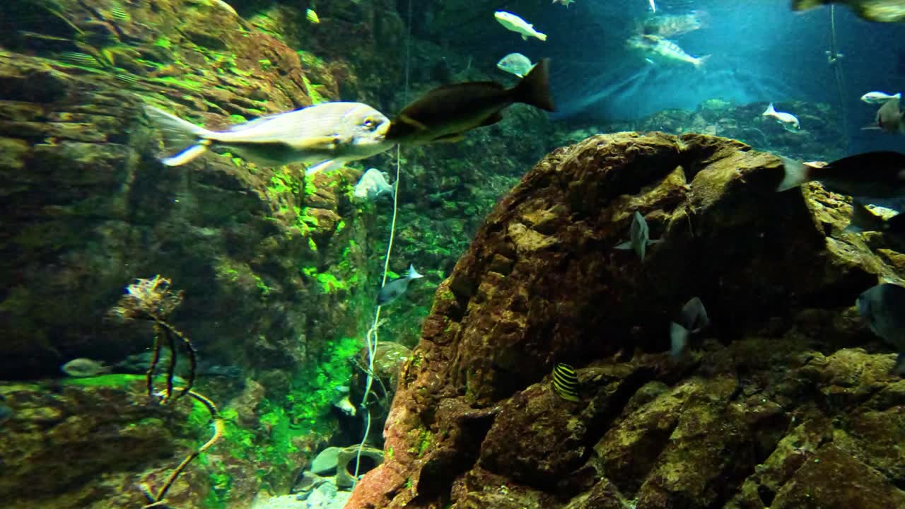 водные животные спокойно плавают в аквариуме