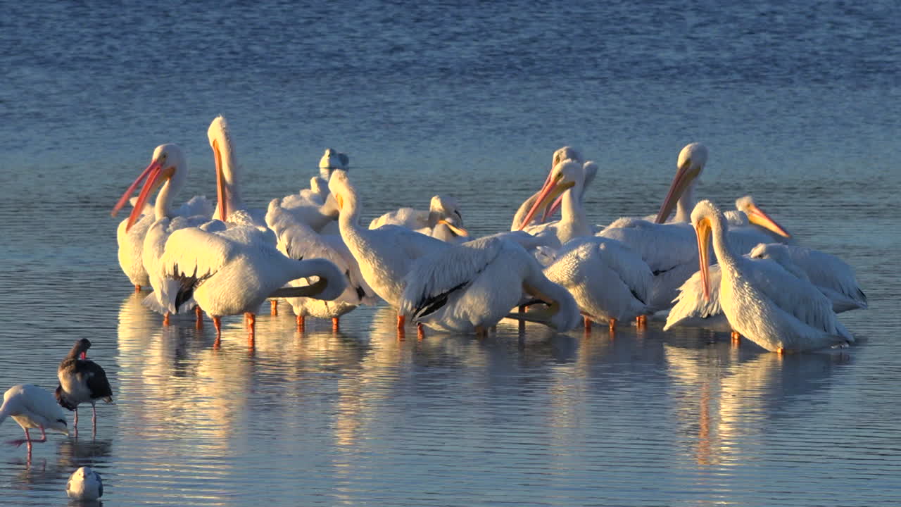 플라밍고는 플로리다 해안을 따라 황금빛으로 걸어갑니다 2