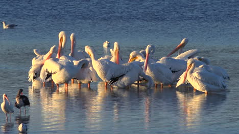 Flamencos-Vadean-En-Luz-Dorada-A-Lo-Largo-De-La-Costa-De-Florida-2