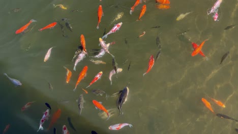 Bunte-Koi-fische-Schwimmen-Im-Teich-In-Colorado-Frühlingssonne-Reflexe-Auf-Der-Oberfläche