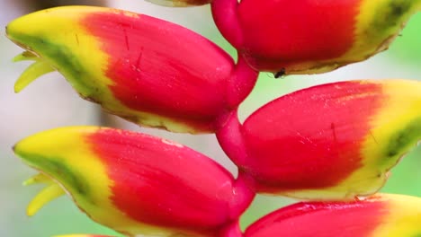 flor roja de heliconia rostrata. flor amazónica tropical