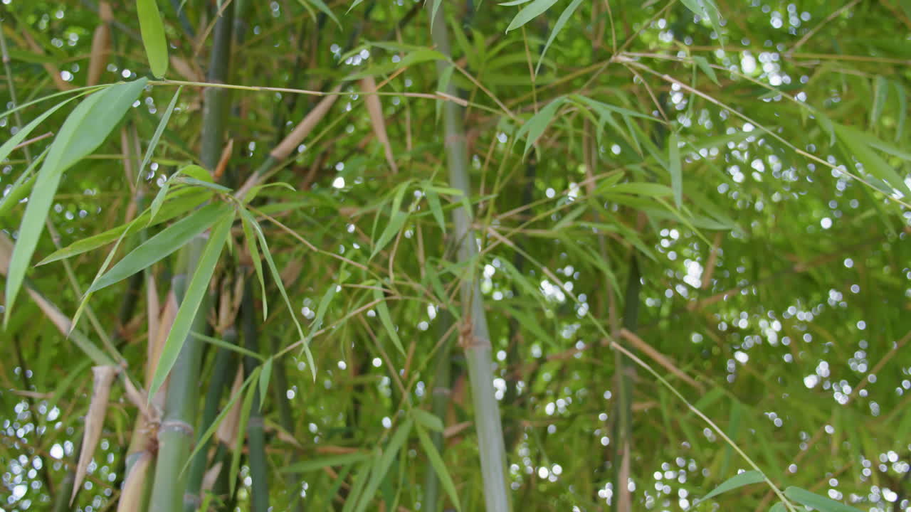 Discover intricate beauty of bamboo thriving in a lush forest setting