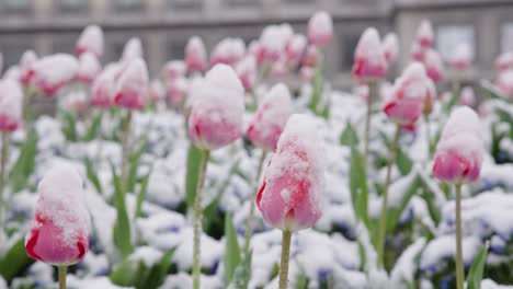 escarcha de primavera que cubre los tulipanes con nieve - cerrar