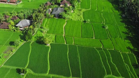 4K-Drohnenaufnahmen-Aus-Der-Luft:-Atemberaubende-Aussicht-Auf-Reisfelder,-Villen-Und-Tropische-Schönheit-In-Der-Nähe-Des-Campuhan-Ridge,-Ubud,-Bali