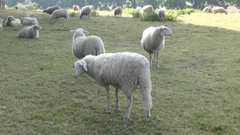 Weibliche-Schafe-Husten-Und-Schütteln-Den-Kopf-Und-Stehen-Auf-Dem-Feld