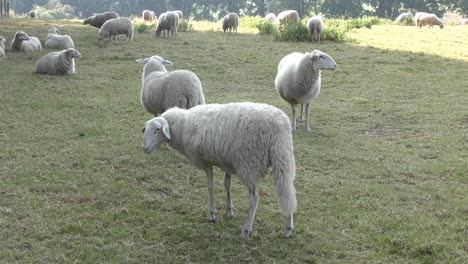 female sheep coughing and shaking its head standing in field