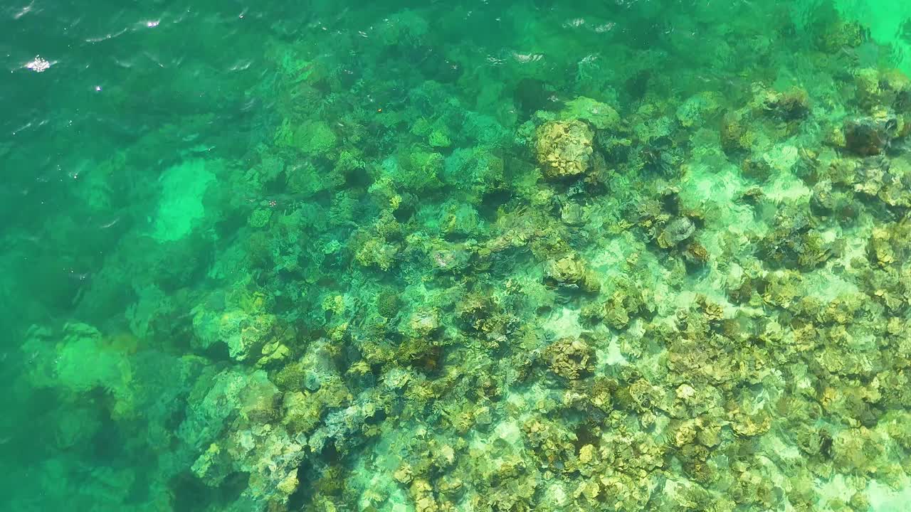 Ripresa aerea con drone cattura vivaci formazioni coralline attraverso le limpide acque turchesi dell'oceano tropicale a Palau.