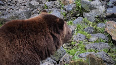 brown bear in sitka, alaska. close-up shot