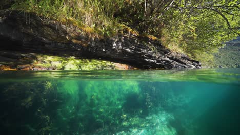 the clear blue waters of geiranger fjord reveal underwater plants, with a rocky shoreline visible above the surface. over-under shot.