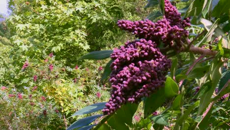 large shrub of callicarpa formosana - formosan beautyberry in forest