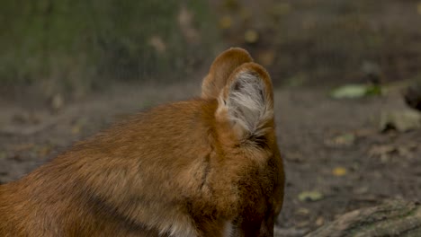 Porträt-Nahaufnahme-Des-Jungen-Canid-Dhole,-Der-Sich-Ausruht-Und-Sich-Auf-Den-Wald-Legt