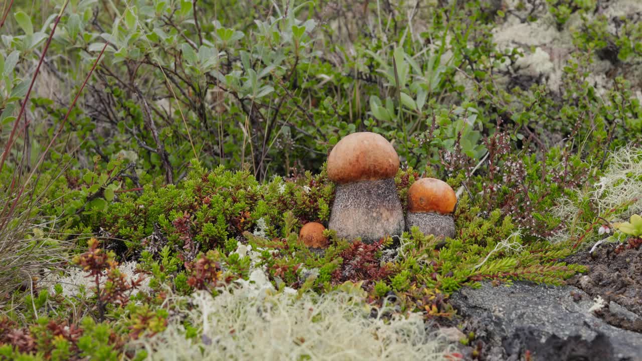 hermoso hongo boletus edulis en el musgo de la tundra ártica. hongo blanco en la hermosa naturaleza paisaje natural de noruega. temporada de hongos.
