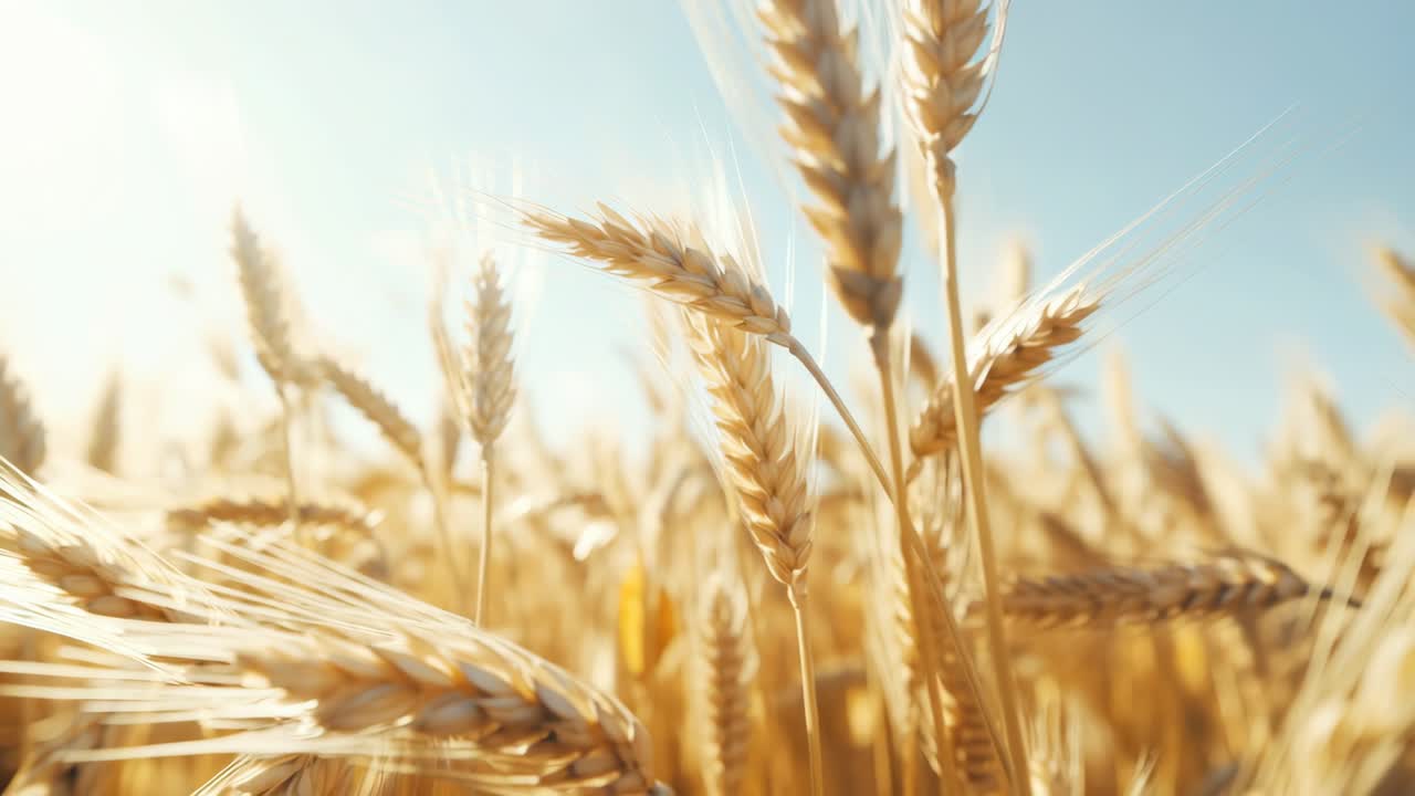 Low-angle video shot of golden wheat fields under a clear blue sky, capturing the serene beauty