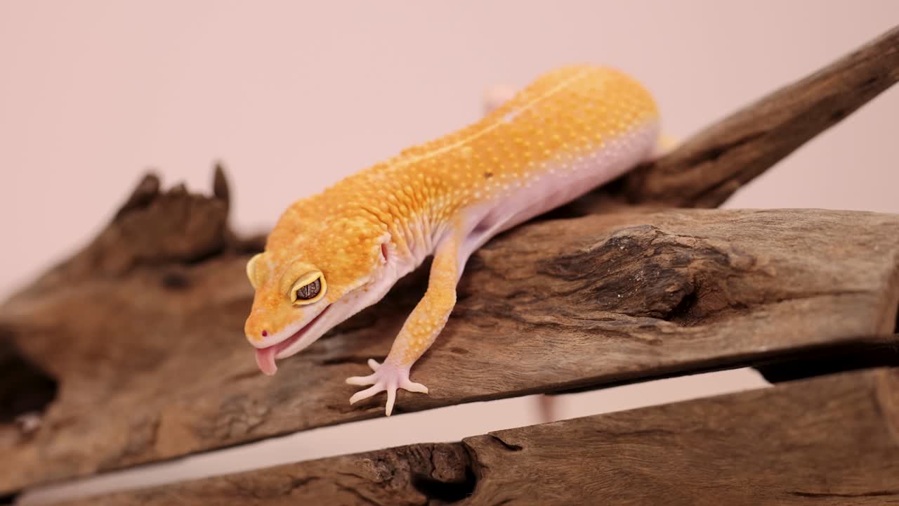 A leopard gecko moves cautiously on driftwood under soft, warm lighting. The environment is natural and serene