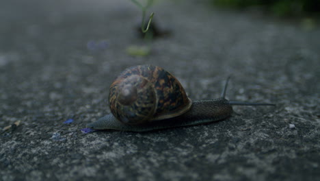snail slowly crawling across gravel path in garden outside