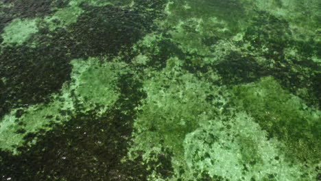 toma aérea de la playa de alona, bohol, filipinas
