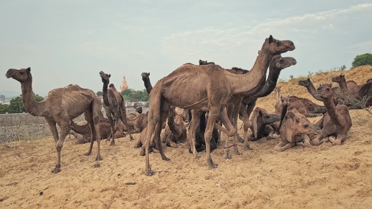 los camellos en pushkar mela el festival de la feria de camellos en el campo comiendo masticando. pushkar, rajasthan, india