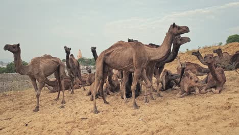 camels at pushkar mela camel fair festival in field eating chewing. pushkar, rajasthan, india