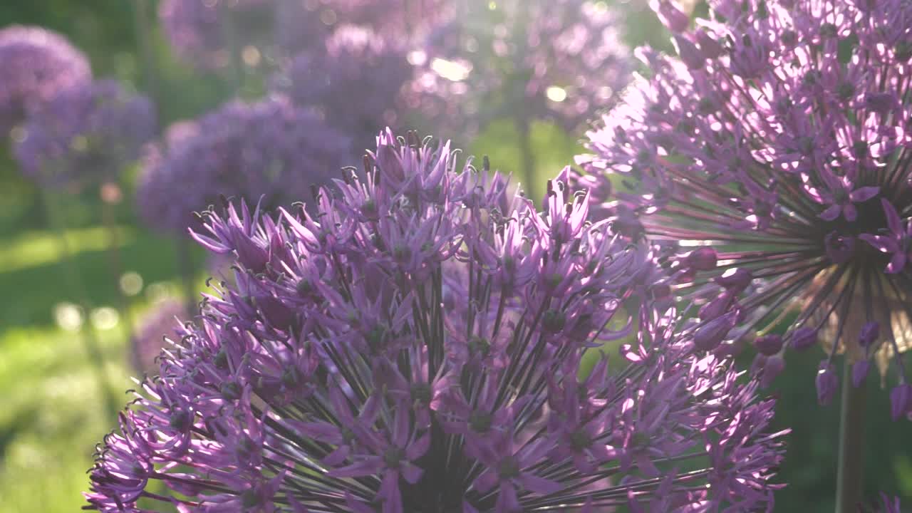 flores púrpuras redondas allium, concepto de vibraciones de verano, primer plano