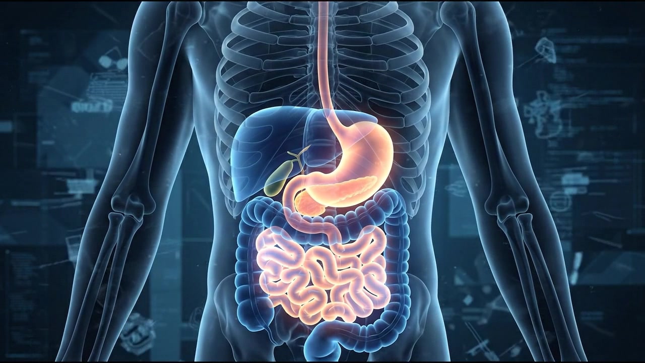 Modello anatomico addominale trasparente che mostra fegato, stomaco e intestino