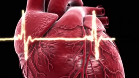 detailed 3d rendering of a human heart with visible vessels accompanied by an ekg waveform illustrating cardiac activity in a medical context