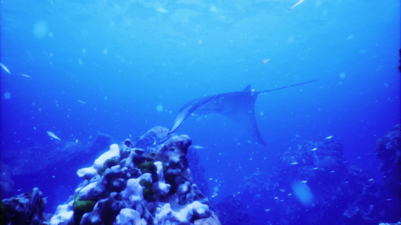 Manta ray gliding gracefully over vibrant coral reef ecosystem underwater