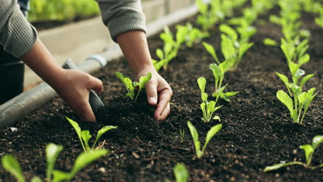 Agriculture,-soil-and-hands-of-farmer-on-spinach