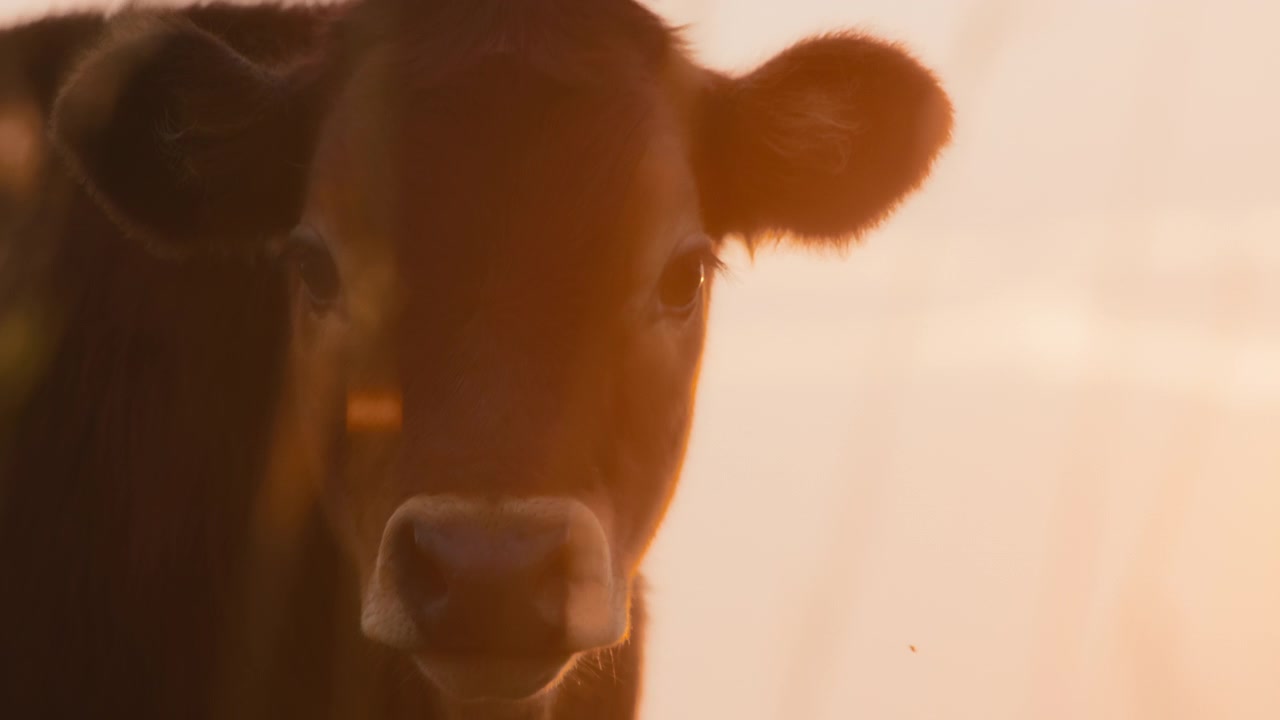 Vaca doméstica al atardecer