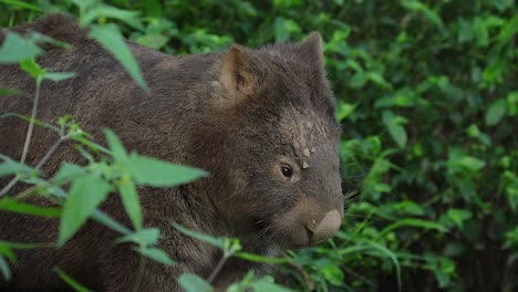 Close-up-of-a-wombat-walking-at-night-in-Australia