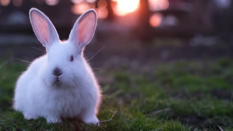 cute white rabbit on green grass at sunset