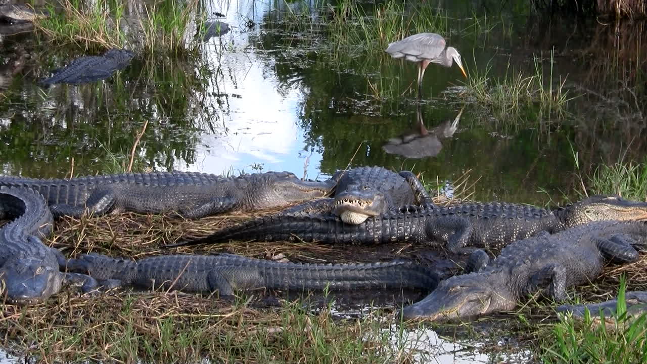 plano general de caimanes durmiendo en un pantano en los everglades 1