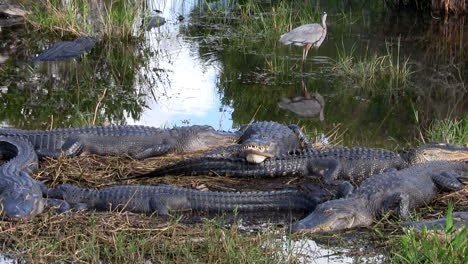 plano general de caimanes durmiendo en un pantano en los everglades 1