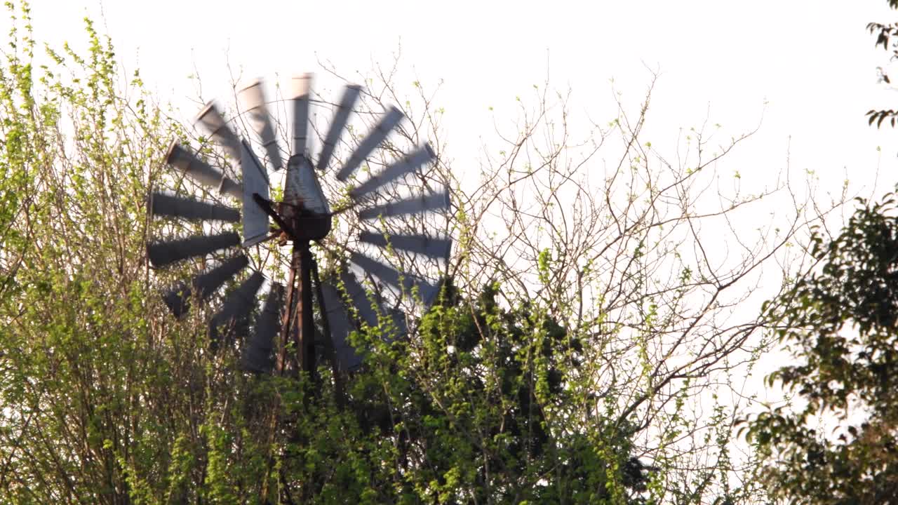 detalle de un molino de viento visto a través de la vegetación.