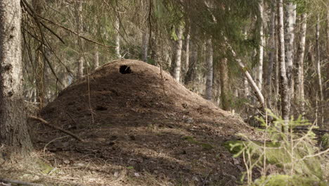 red wood ant nest, formica rufa, in a forest in sweden, wide shot