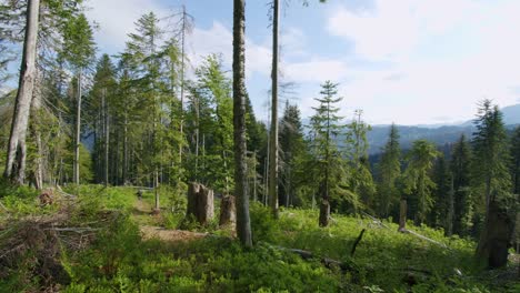 mountain biker rides at a high speed through a forest clearing