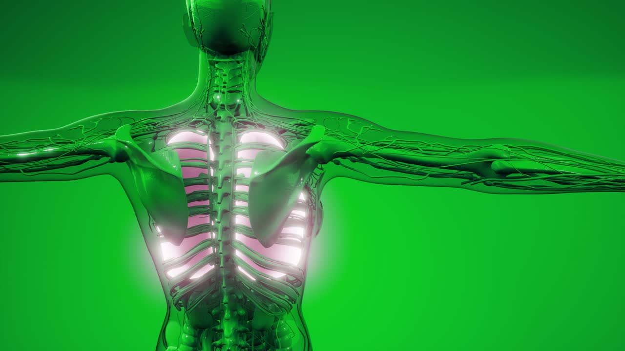 examen radiológico de los pulmones humanos