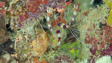 Camarones-De-Coral-Con-Bandas-En-El-Fondo-Del-Mar-En-El-Arrecife-De-Coral