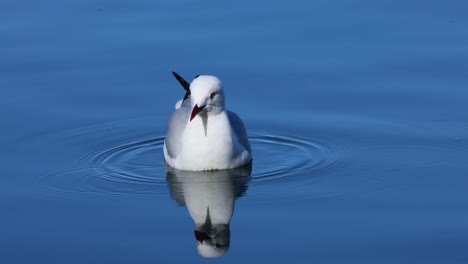 seagull floating and preening on calm water