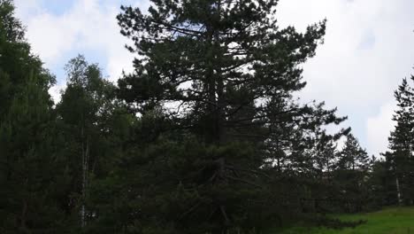 from cloudy, blue sky camera goes to a pine tree in a green forest and meadow