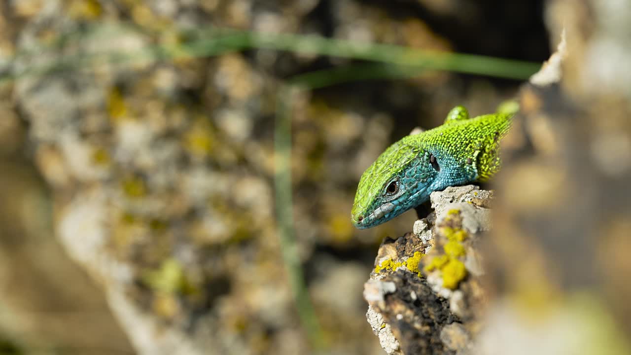un lagarto vibrante tomando el sol en una superficie rocosa, sus coloridas escamas brillando en la luz del sol