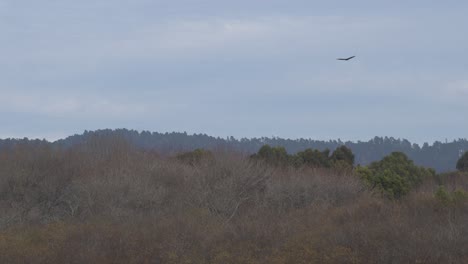 Kalifornische-Geier-Schützen-Ihr-Revier-In-Der-Carmel-River-Lagoon,-Einer-Beliebten-Attraktion-Für-Vogelbeobachter