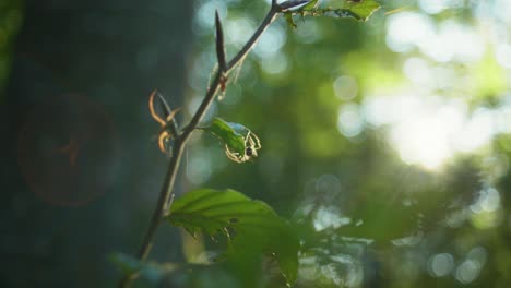 Toma-Macro-En-Cámara-Lenta-De-4k-De-Dos-Arañas-Peleando-Entre-Sí-Por-Una-Mosca-Muerta,-Contra-La-Luz-Del-Sol,-En-Medio-Del-Bosque