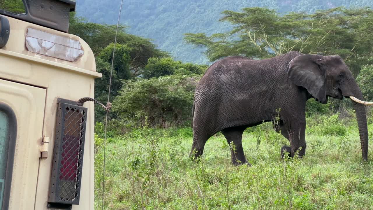 Afrikansk savanneelefant (Loxodonta africana) går forbi et safarikøretøj i Ngorongoro-krateret. Tanzania