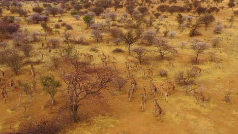 remarkable aerial shot of eland antelope migrating across the bush and savannah of africa near erindi namibia