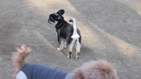 two dogs interacting and playing outdoors