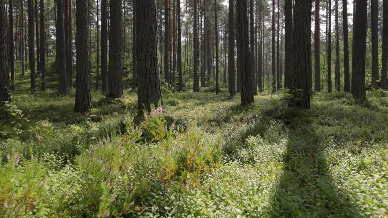 Vista aerea della foresta. La telecamera si muove in prima persona attraverso il fitto bosco di una pineta