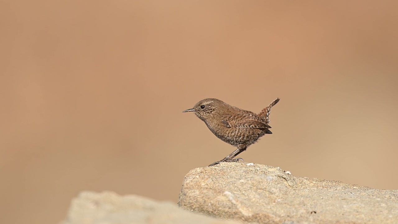 Eurasian wren moves across rocks showing agility alertness and rapid ground level behavior