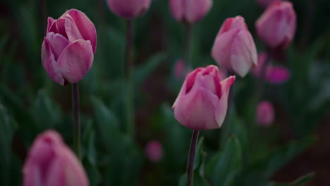 Cierre-Muchas-Flores-Rosadas-Al-Aire-Libre.-Capullos-De-Tulipán-Sobre-Fondo-De-Hojas-Esmeralda.