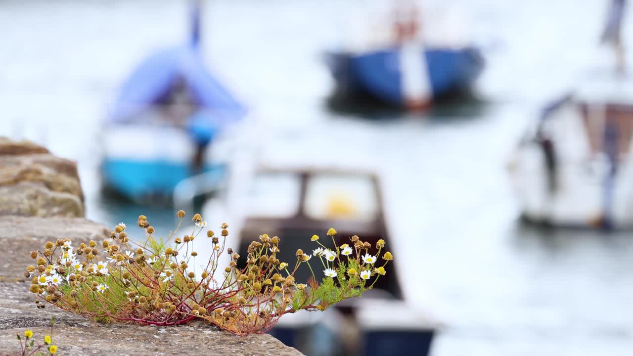 꽃이 집중되고, 배가 배경에 흐릿해집니다.